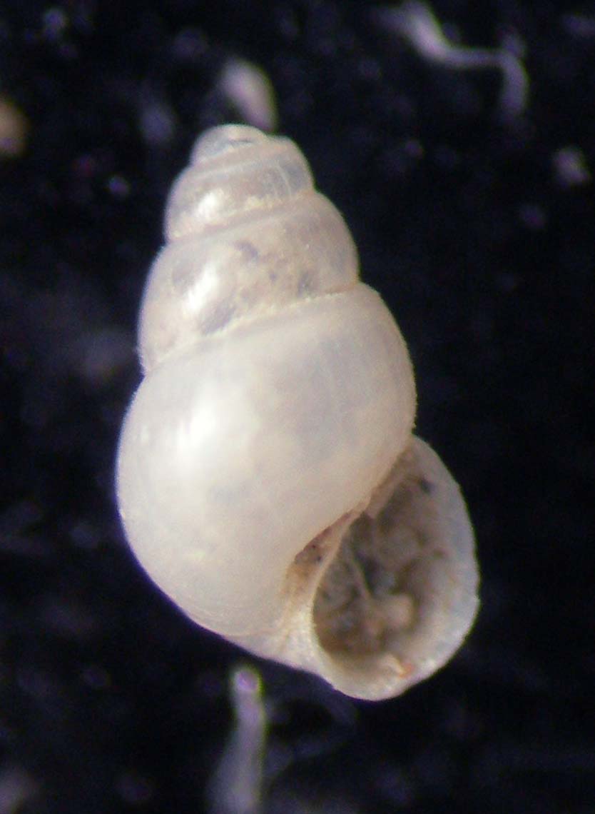 odostomia 1